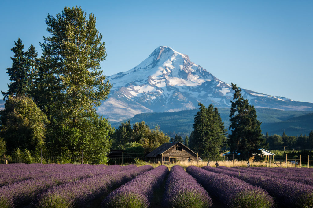 Lavender Valley Oregon Lavender Farm