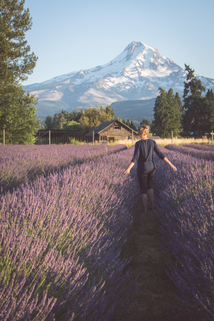 Lavender Valley Oregon Lavender Farm