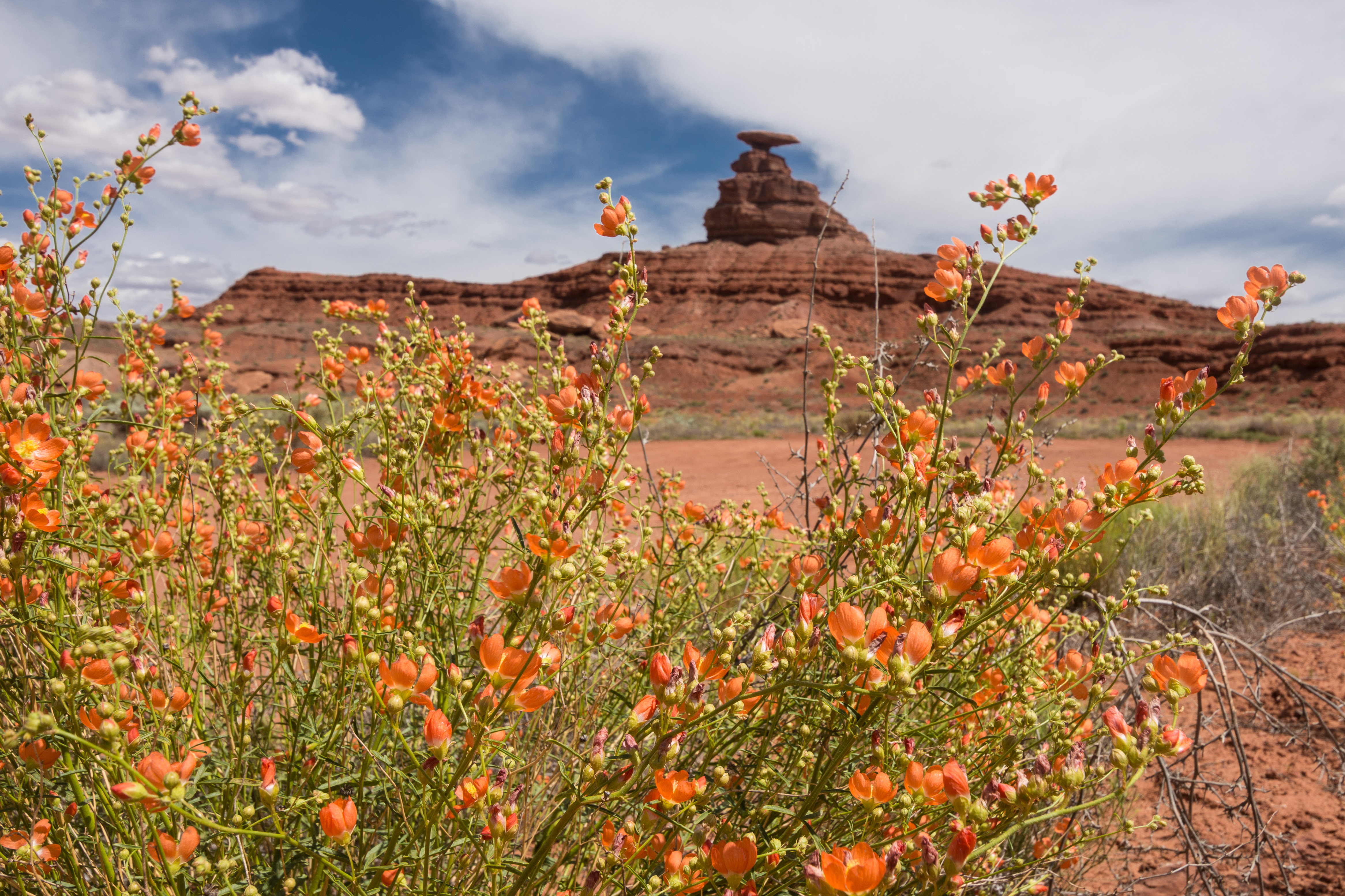 Mexican Hat 