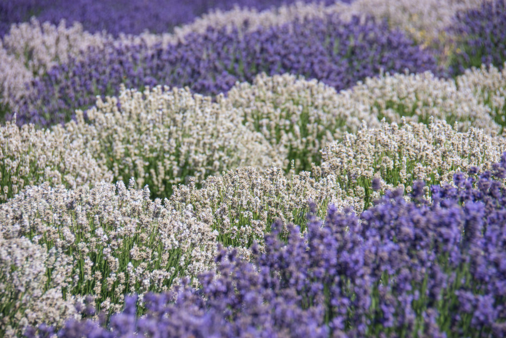 Lavender Valley Oregon Lavender Farm