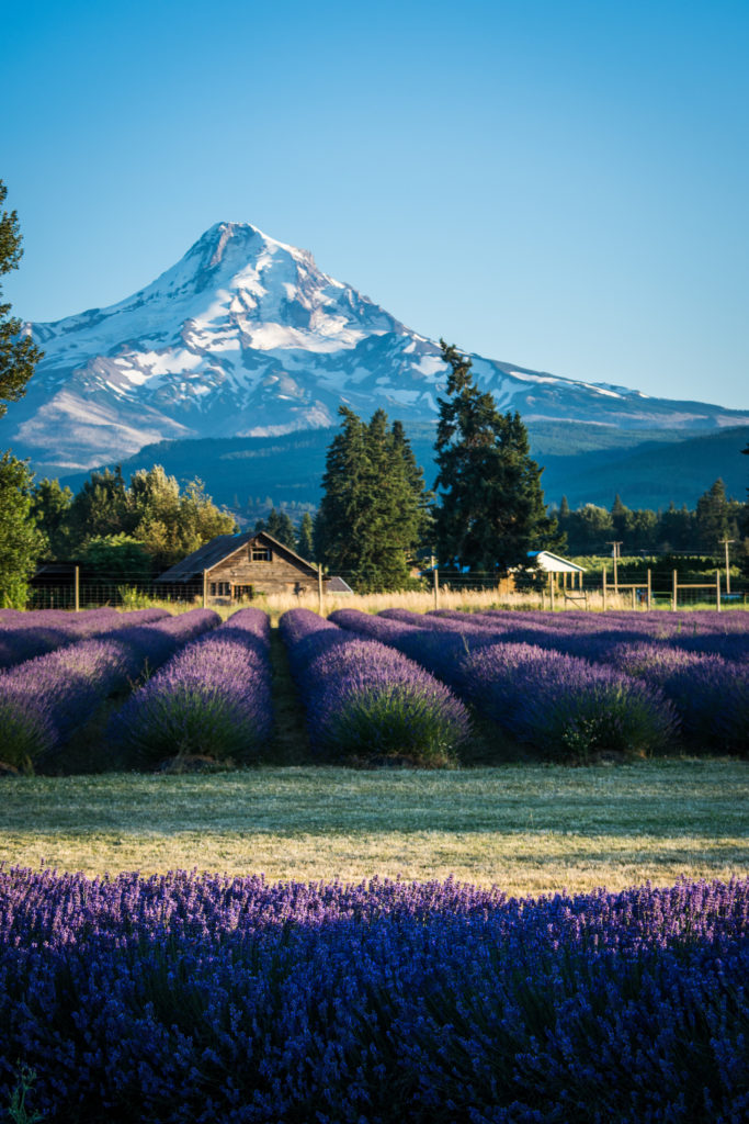 Lavender Valley Oregon Lavender Farm