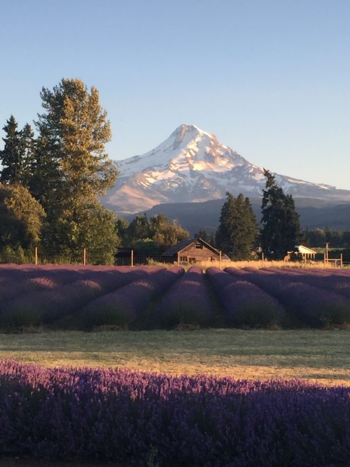 Lavender Valley Oregon Lavender Farm