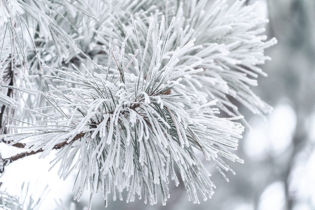 Rime Ice - William O'Brien State Park MN