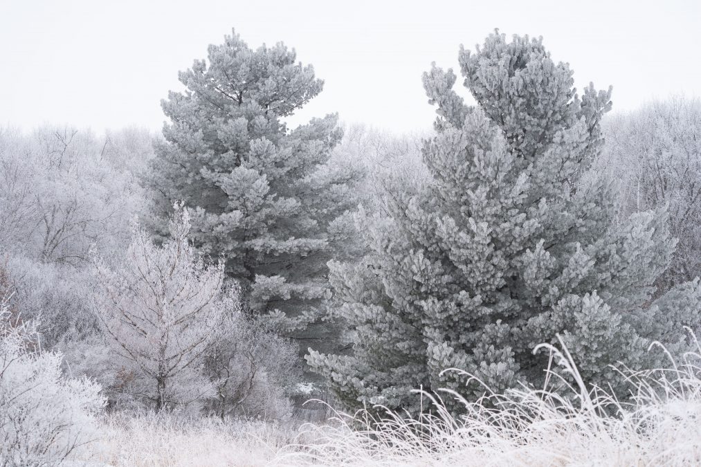 Rime Ice - William O'Brien State Park MN
