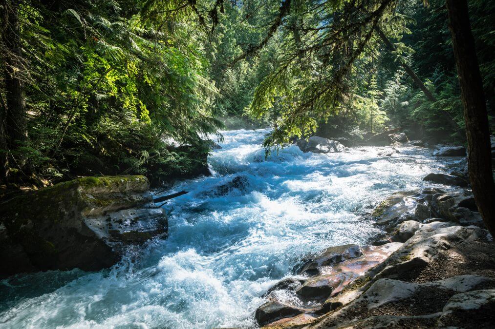 Avalanche Creek on a sunny morning in Glacier National Park