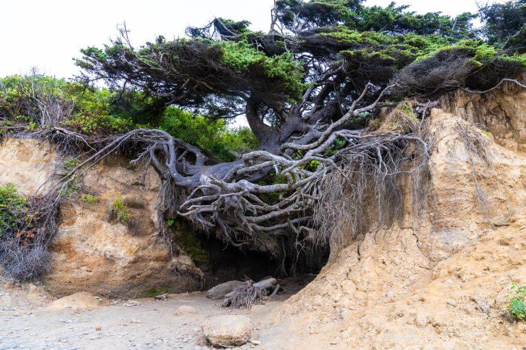 How to Find the Kalaloch Tree of Life in Olympic National Park Washington