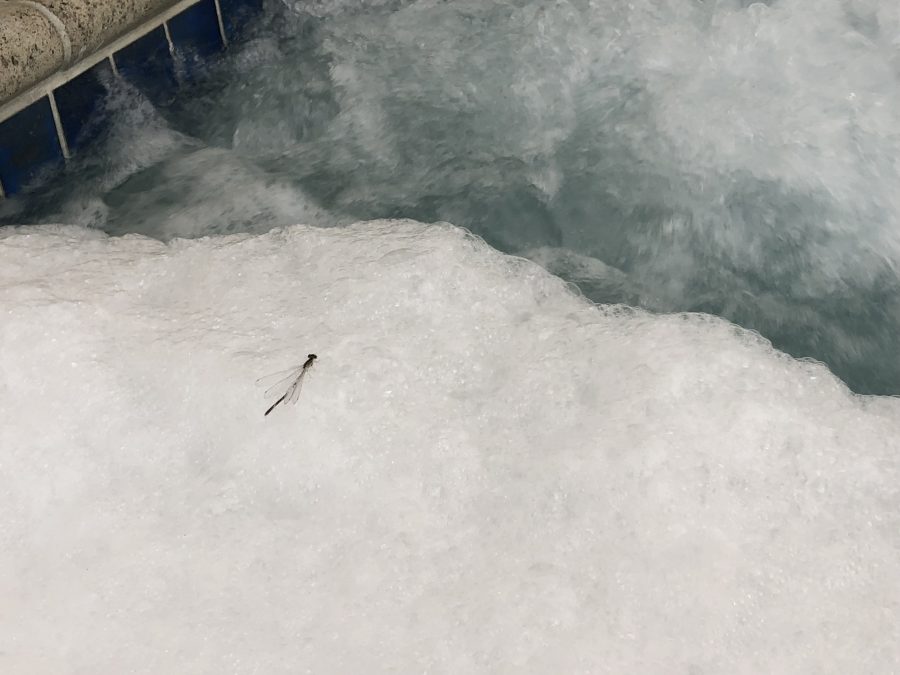 Dragonfly in the hot tub at the hotel