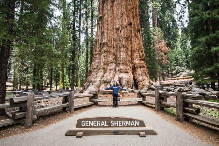 Hiking to General Sherman Tree – Largest Tree in the World: Sequoia National Park