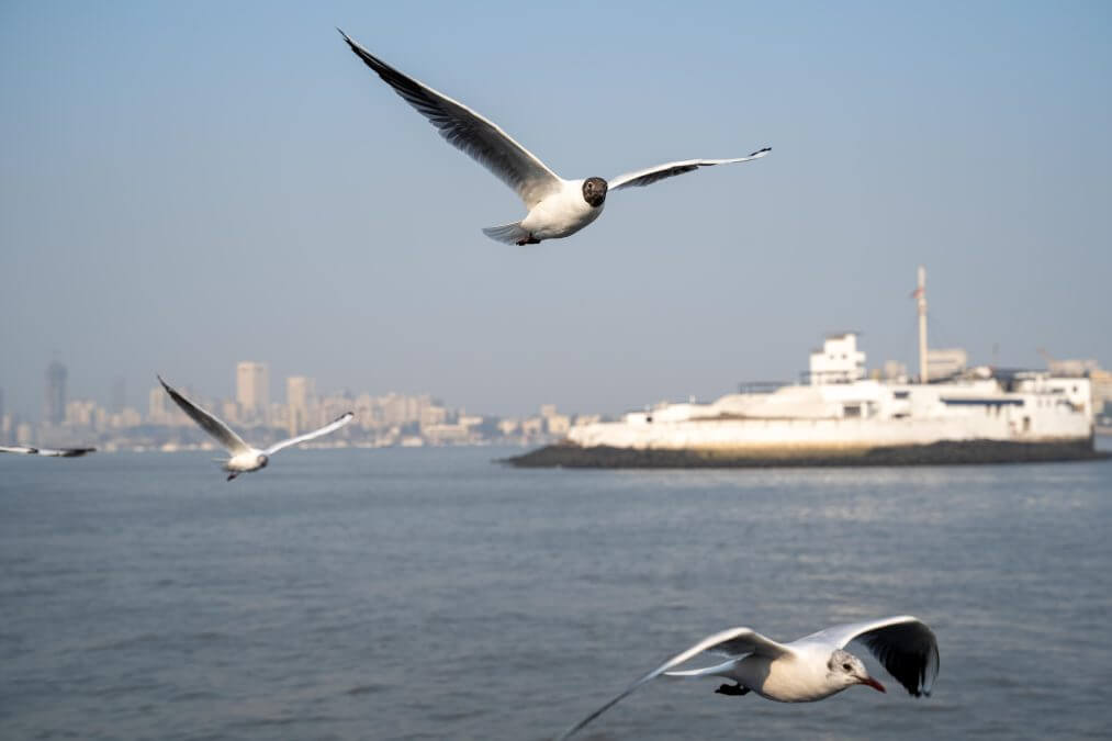 Seagulls get close to the ferry
