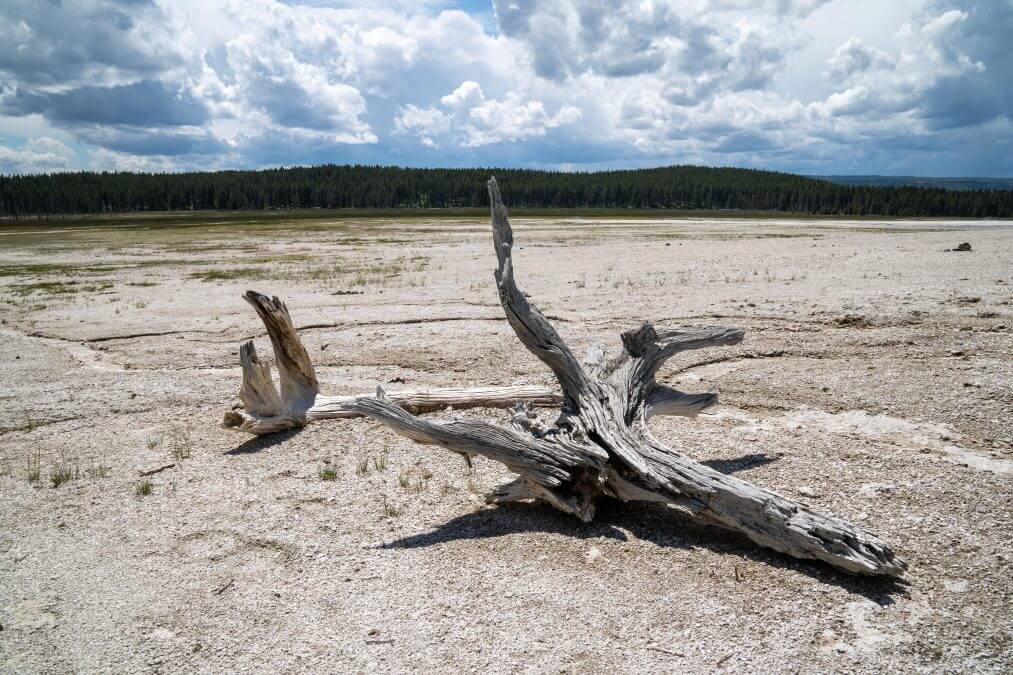 Large logs in the geothermal geyser area of the Fountain Paint Pots in Yellowstone National Park
