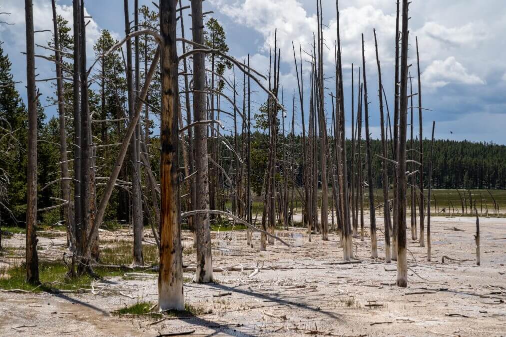 Bobby socks trees in the Fountain Paint Pots area of Yellowstone