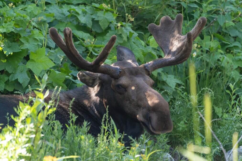Moose Grand teton National Park