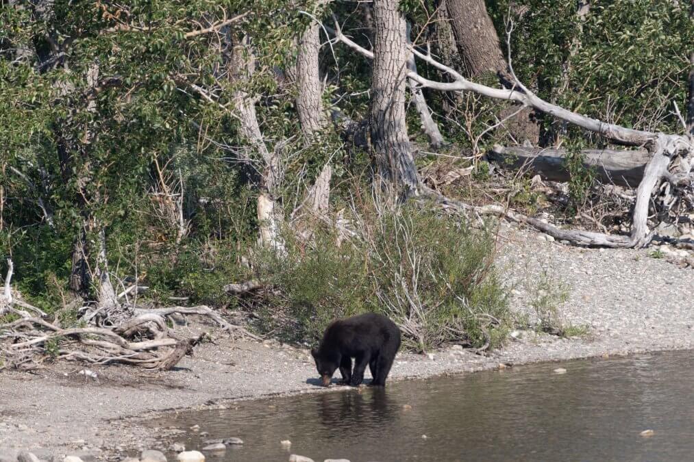 Bear in Glacier National Park