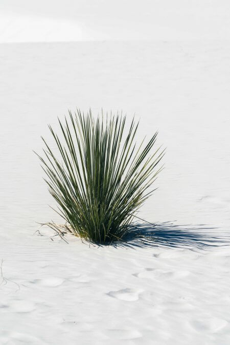 Soaptree Yucca plant in White Sands National Park