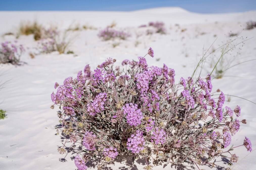 Desert Sand Verbena in White Sands National Park 