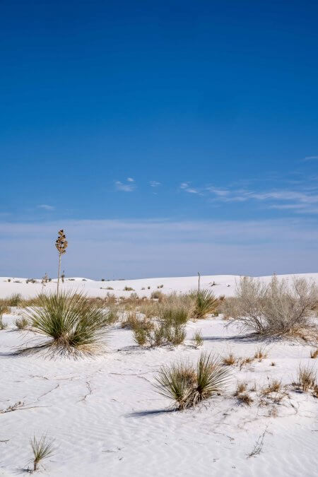 Minimalist White Sands National Park landscape, with soaptree yucca standing alone